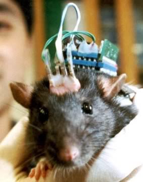 rat_brain_implant.5.20.04