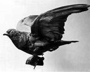 Researchers-Have-Managed-Remote-Control-on-Pigeons-039-Flight-2.7.20.04